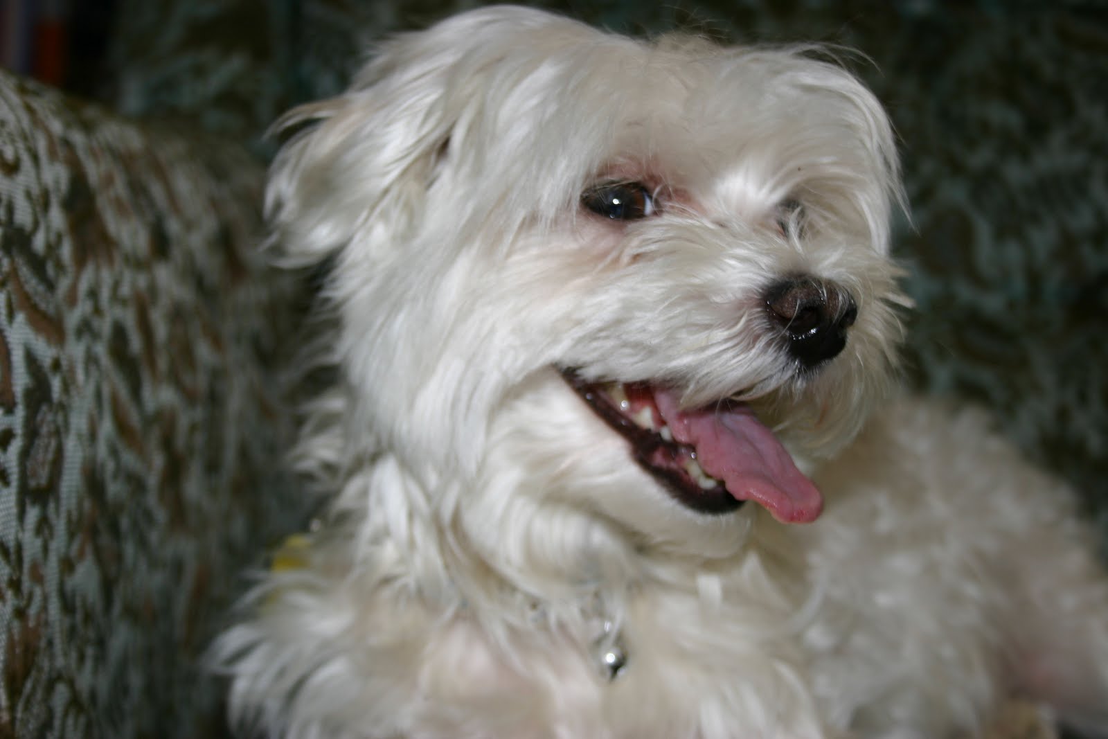 Bulldog Shih Tzu Mix Dog Training Home Dog Types