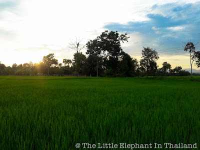 Rice fields in Nan - Thailand