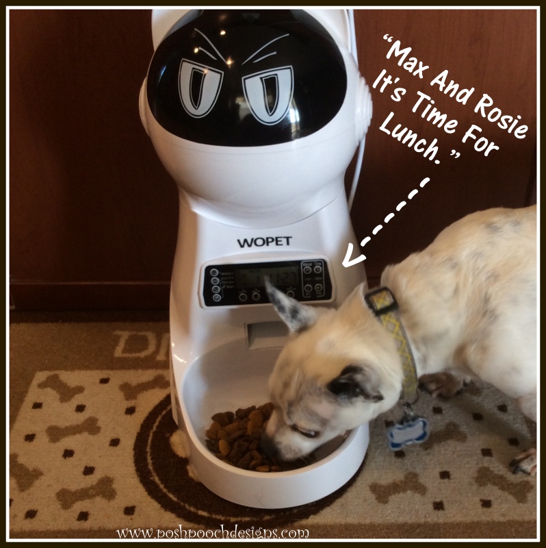 Posh Pooch Designs Dog Clothes: WOPET Pet Feeder Product Review | Posh