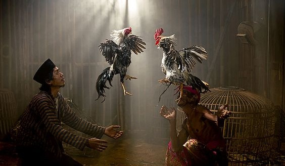 Anggota Dprd Pati Gagas Pasar Ayam Aduan Kabar Kota Pati