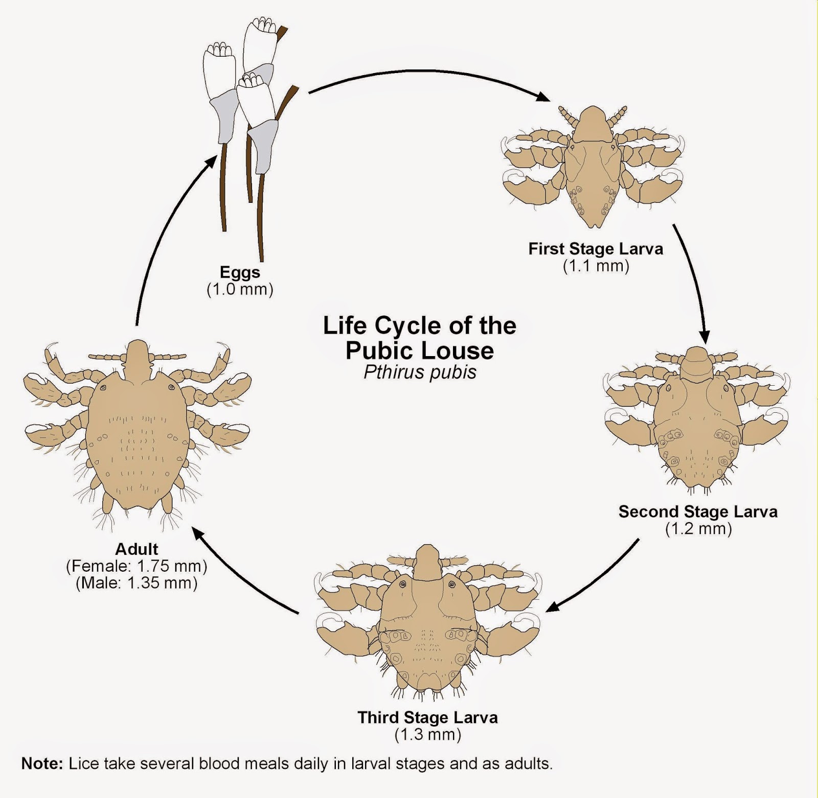 MPD 3233 VECTOR AND PEST CONTROL LICE