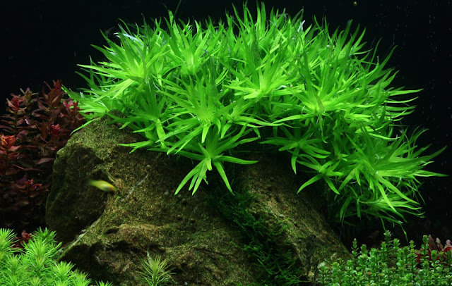8 Tumbuhan yang Hidup di Air Beserta Gambarnya