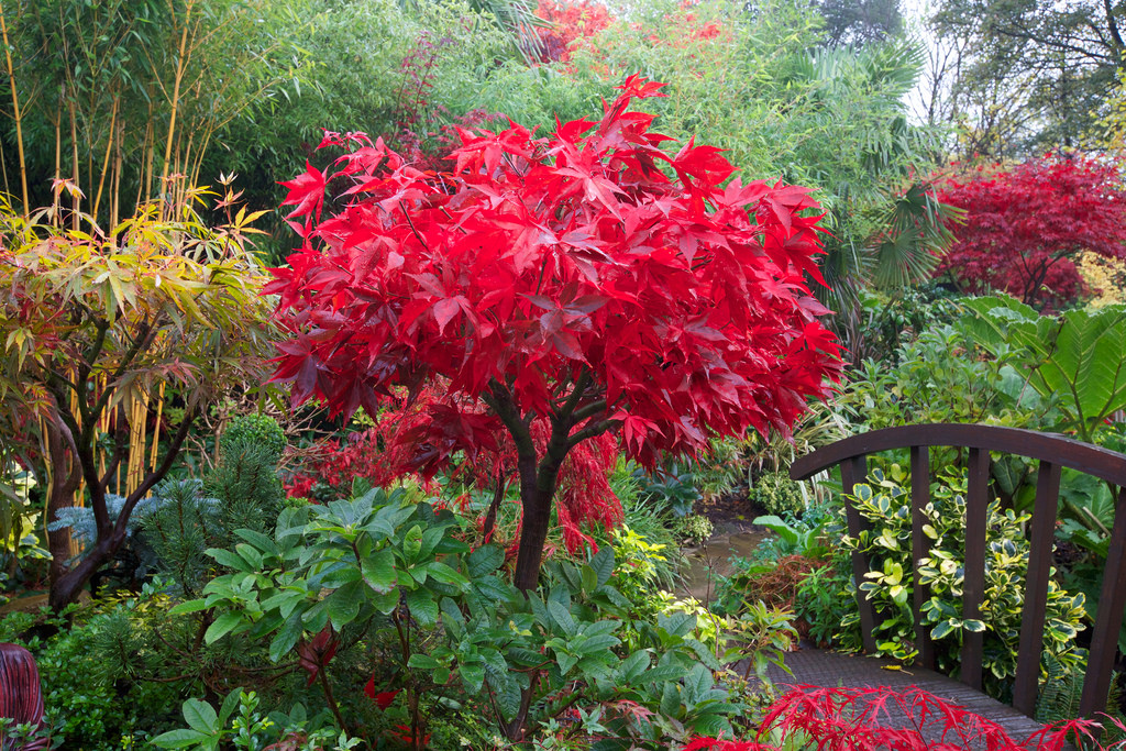 HOW TO GROW ACER PALMATUM 'OSAKAZUKI' The Garden of Eaden