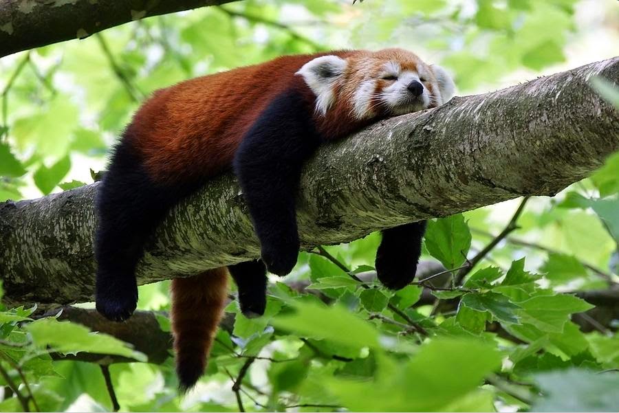 Amazing Creatures: 40 Adorable red panda pictures (40 pics)