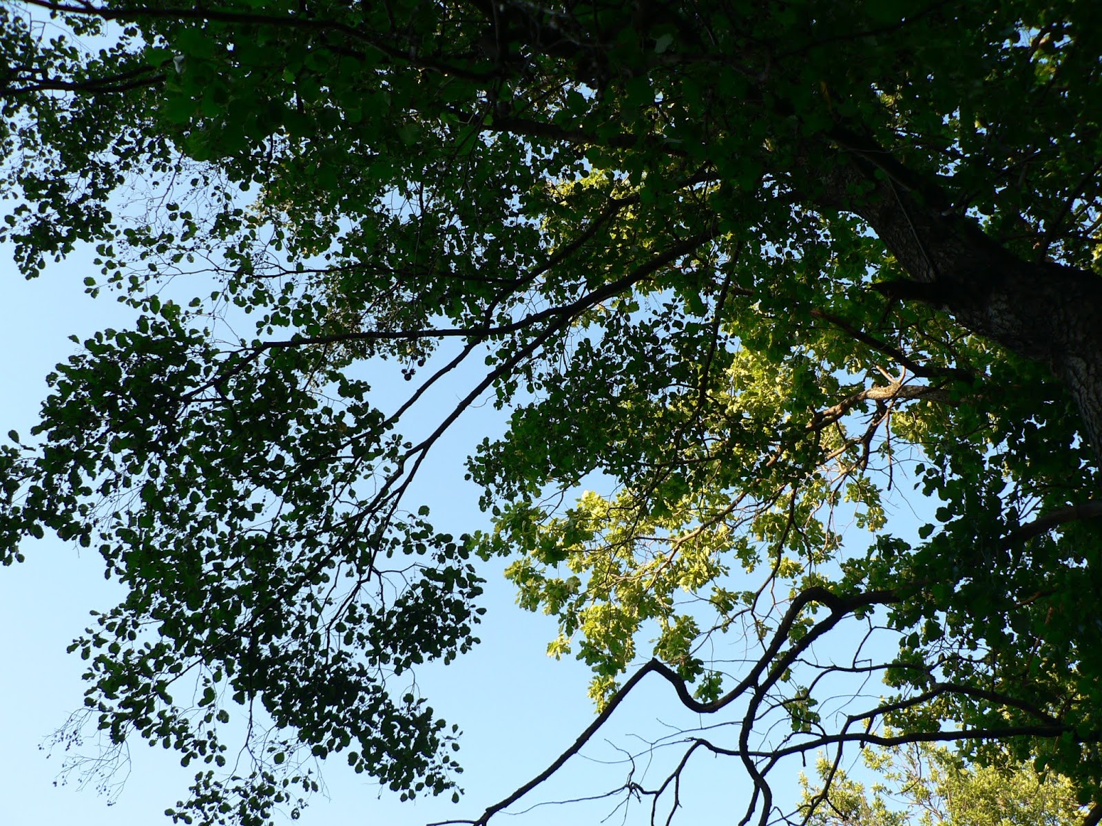 Ash leaf Native plants, Plant leaves, Plants