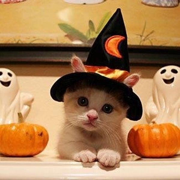 Cat on Halloween