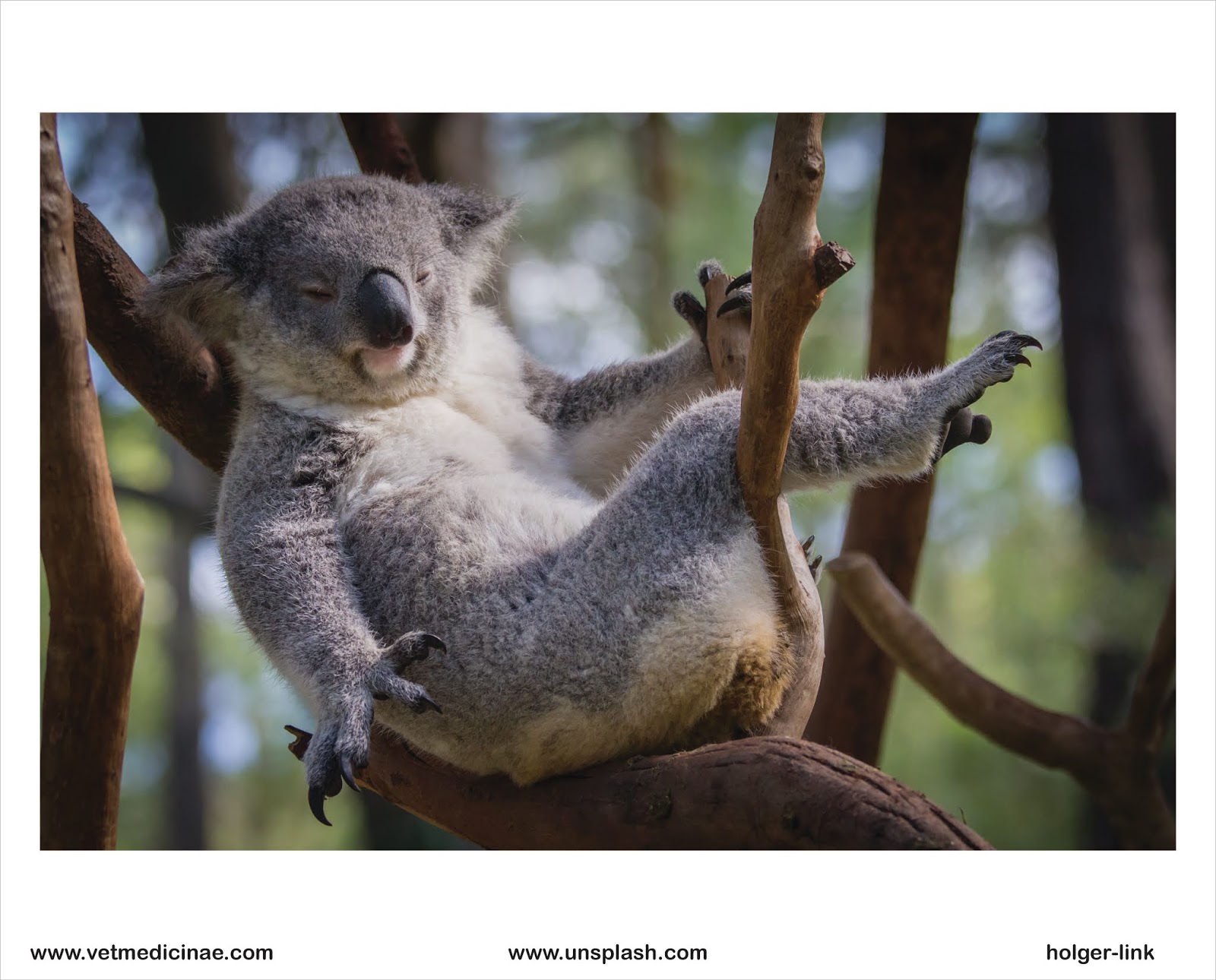 30 Contoh Hewan Pemakan Tumbuhan Herbivora Veterinarii Medicinae 30 Contoh Hewan Pemakan Tumbuhan Herbivora Veterinarii Medicinae