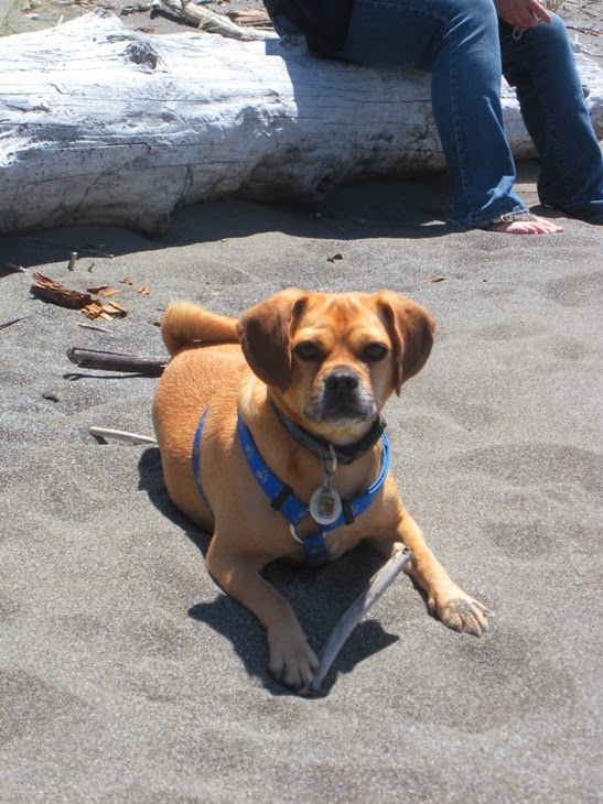 Best Fish Oil For PetsAmazing Omegas Heals Dog's Skin Rash Holistic