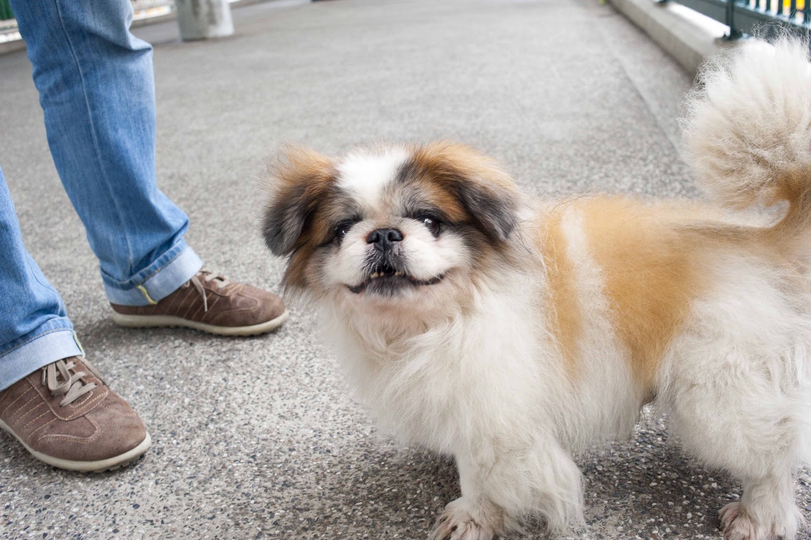 Heather Diaries Dogs on the streets of Hong Kong Coolest Dogs in the