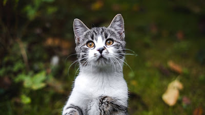 HD Wallpaper Cute kitten, cat, pet, animal