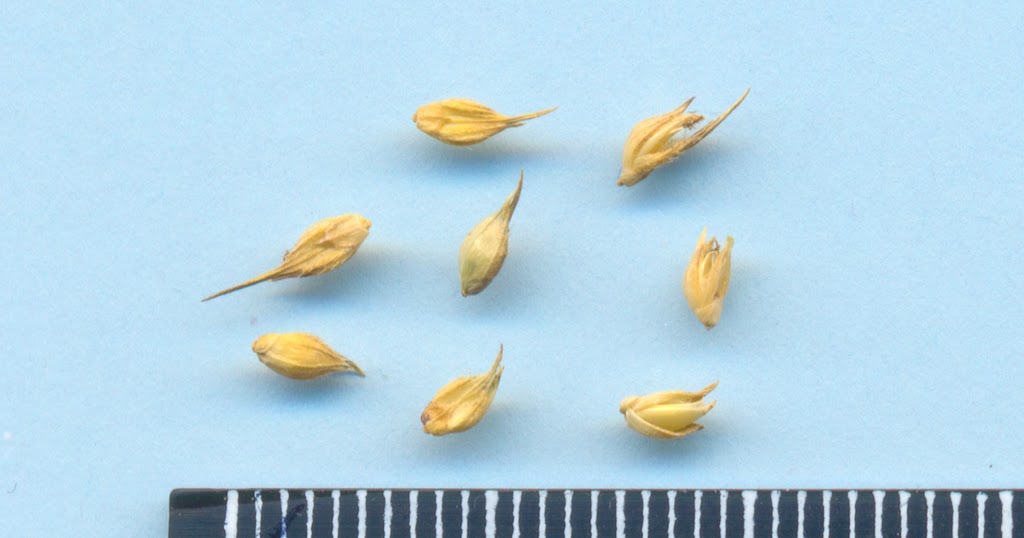 Семена сорняков. Горчак ползучий семена. Семена горчака. Горчак ползучий карантинный сорняк семена. Ежовник обыкновенный семена