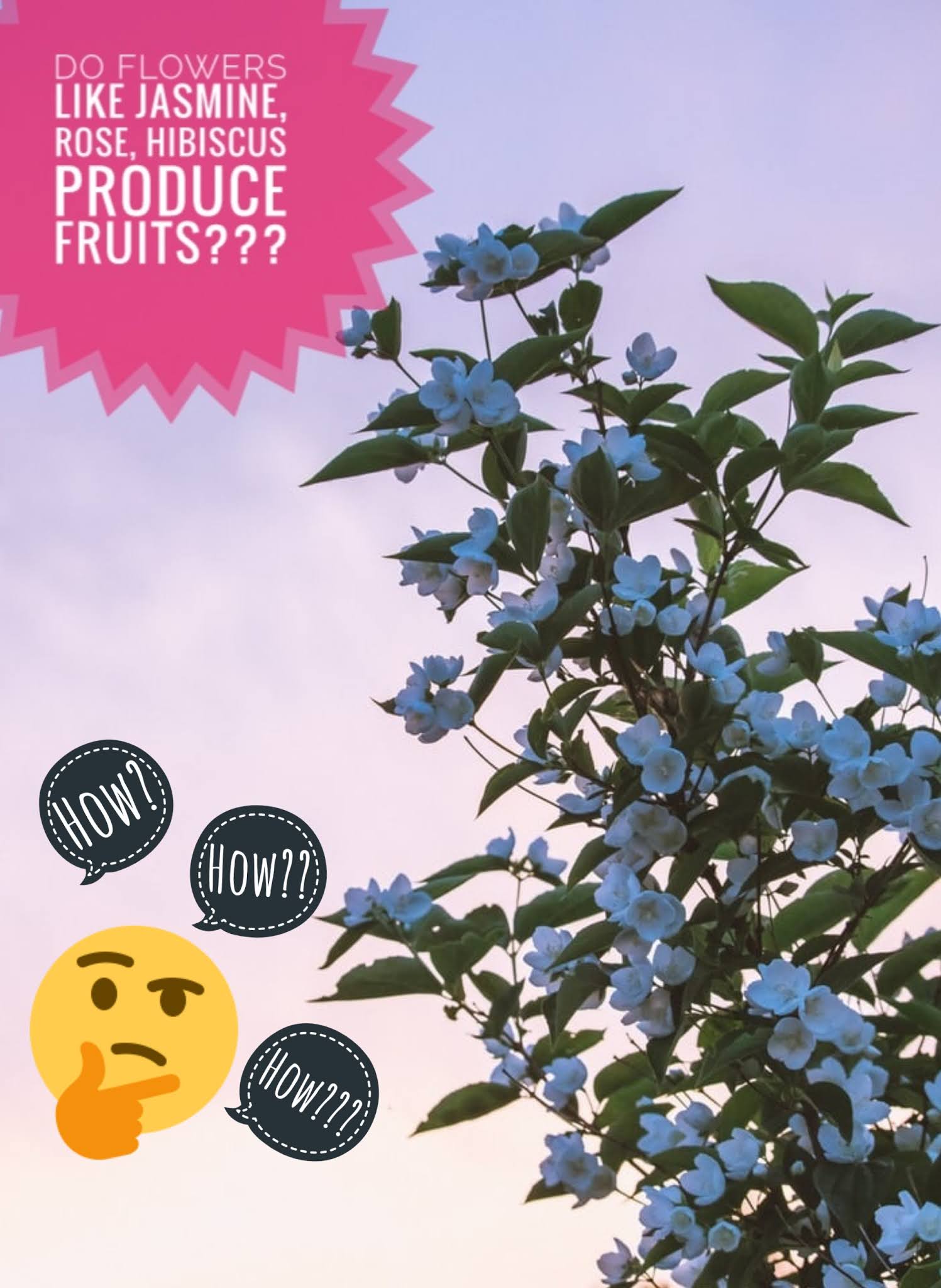 WILL ALL FLOWERING PLANTS PRODUCE FRUITS ? (DO JASMINE AND OTHER SUCH PLANTS PRODUCE FRUITS
