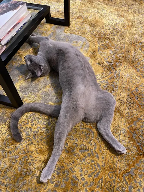 This is the woman's beautiful grey cat