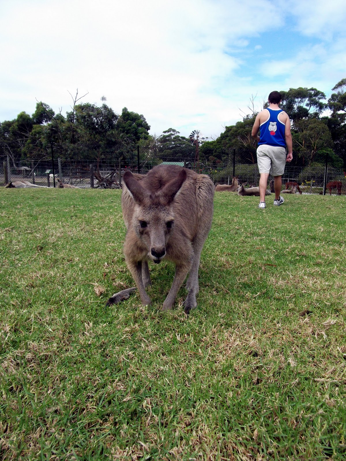 Across The World Taking the Americans to pet Kangaroos