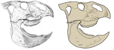 Udanoceratops skull