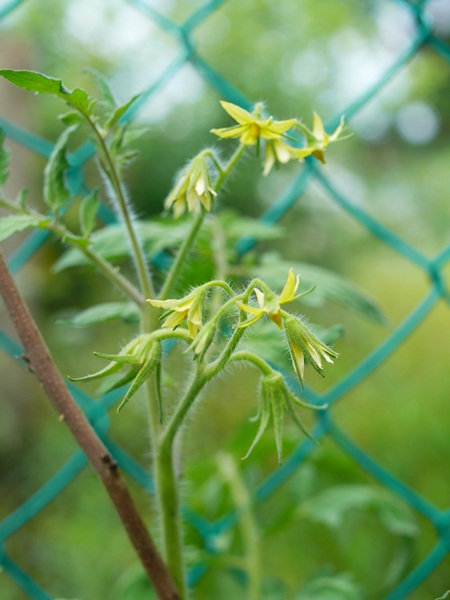 Pokok tomato