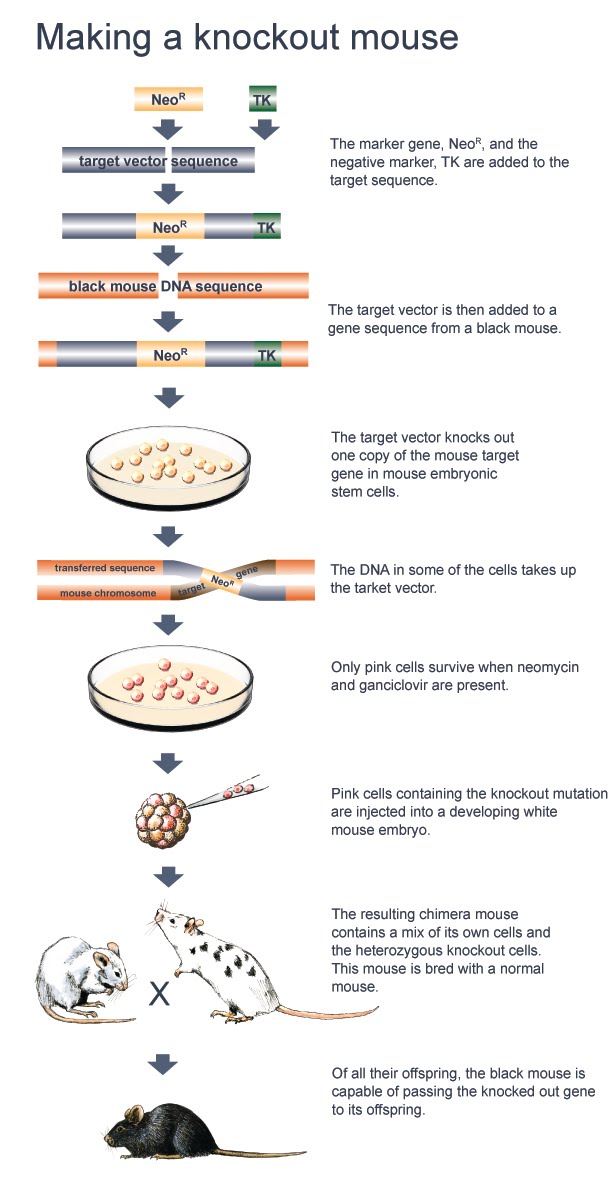 Knockout Mouse Knockout Animals
