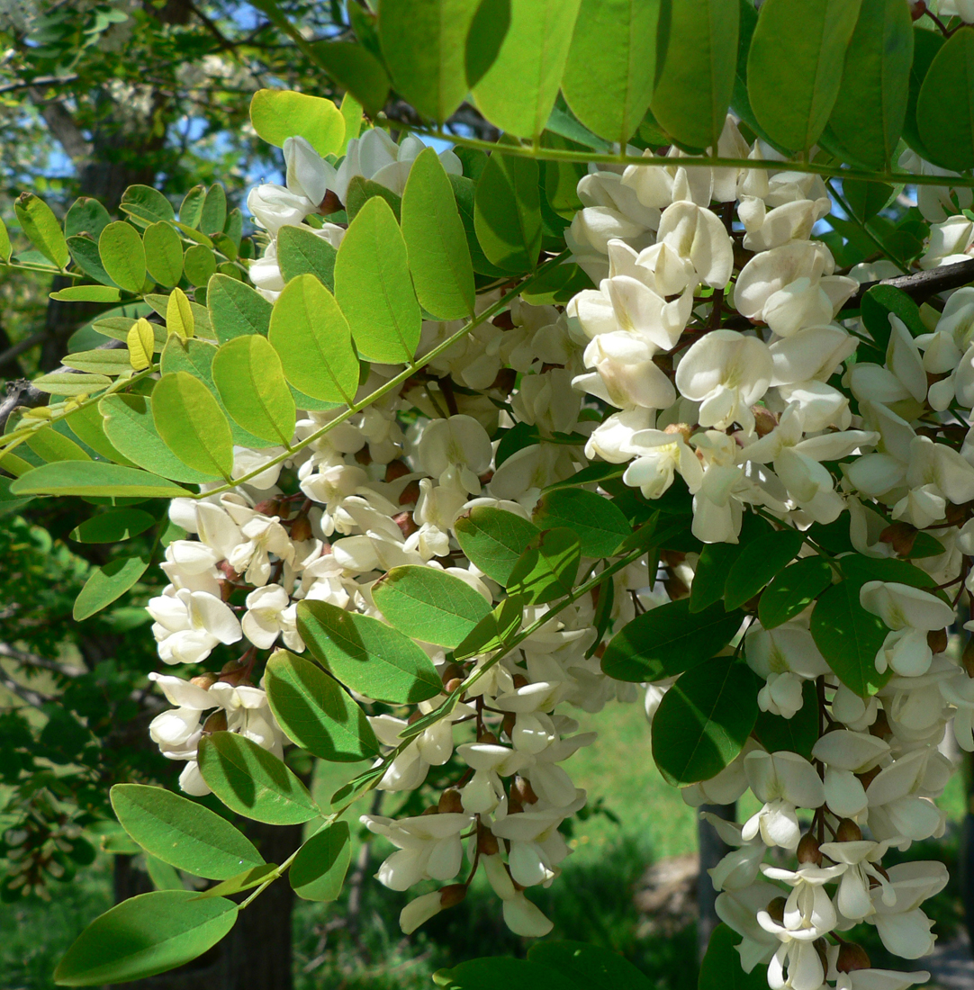 Á R B O L E S (T R E E S) y P A L M E R A S (P A L M S) Robinia