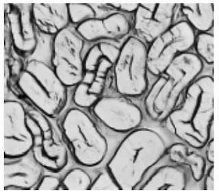 Cross-Section-500X-Ramie-fibre