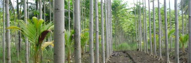 Pohon Jabon Peluang Usaha Menguntungkan