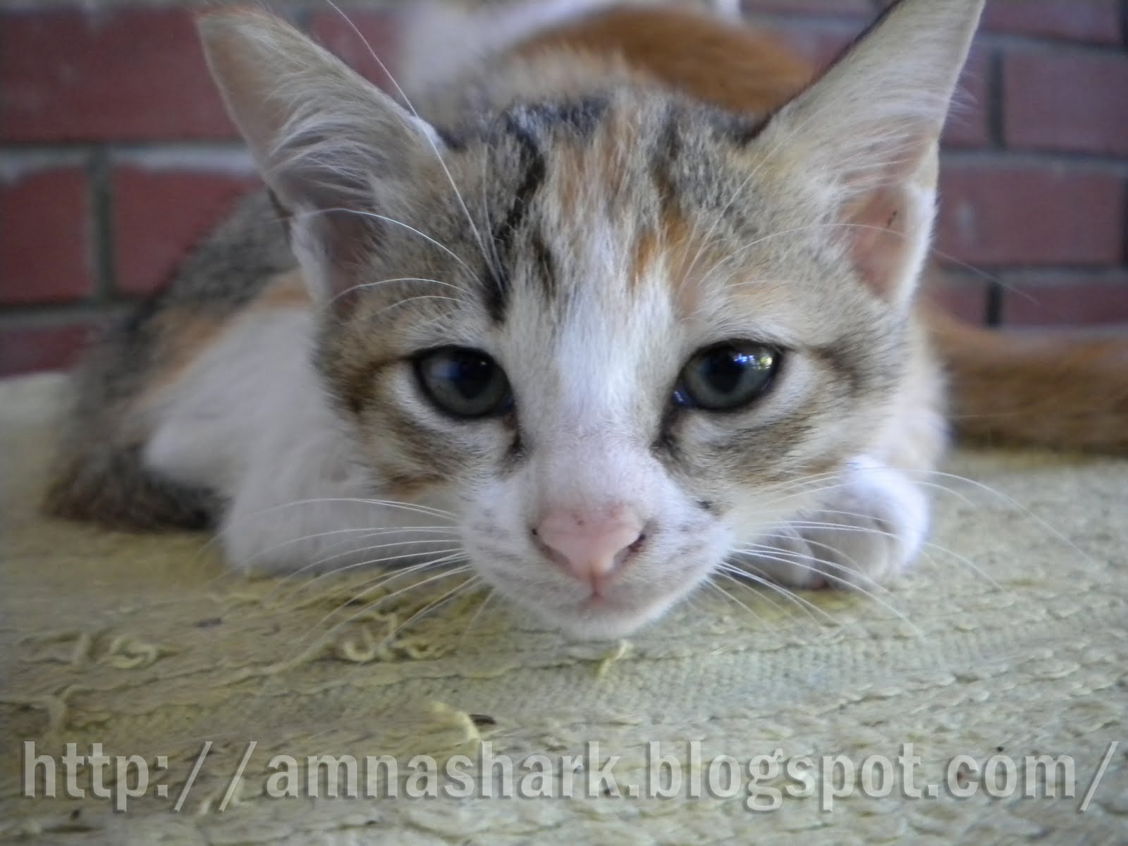 Kucing Colonel Gadis Misteri: Koleksi Gambar Kucing Aku