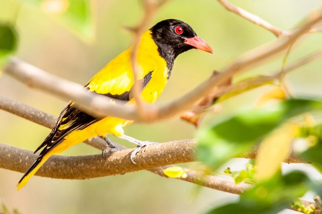 Jenis Burung Kepudang Di Sunda Besar Info Pendidikan Dan Biologi
