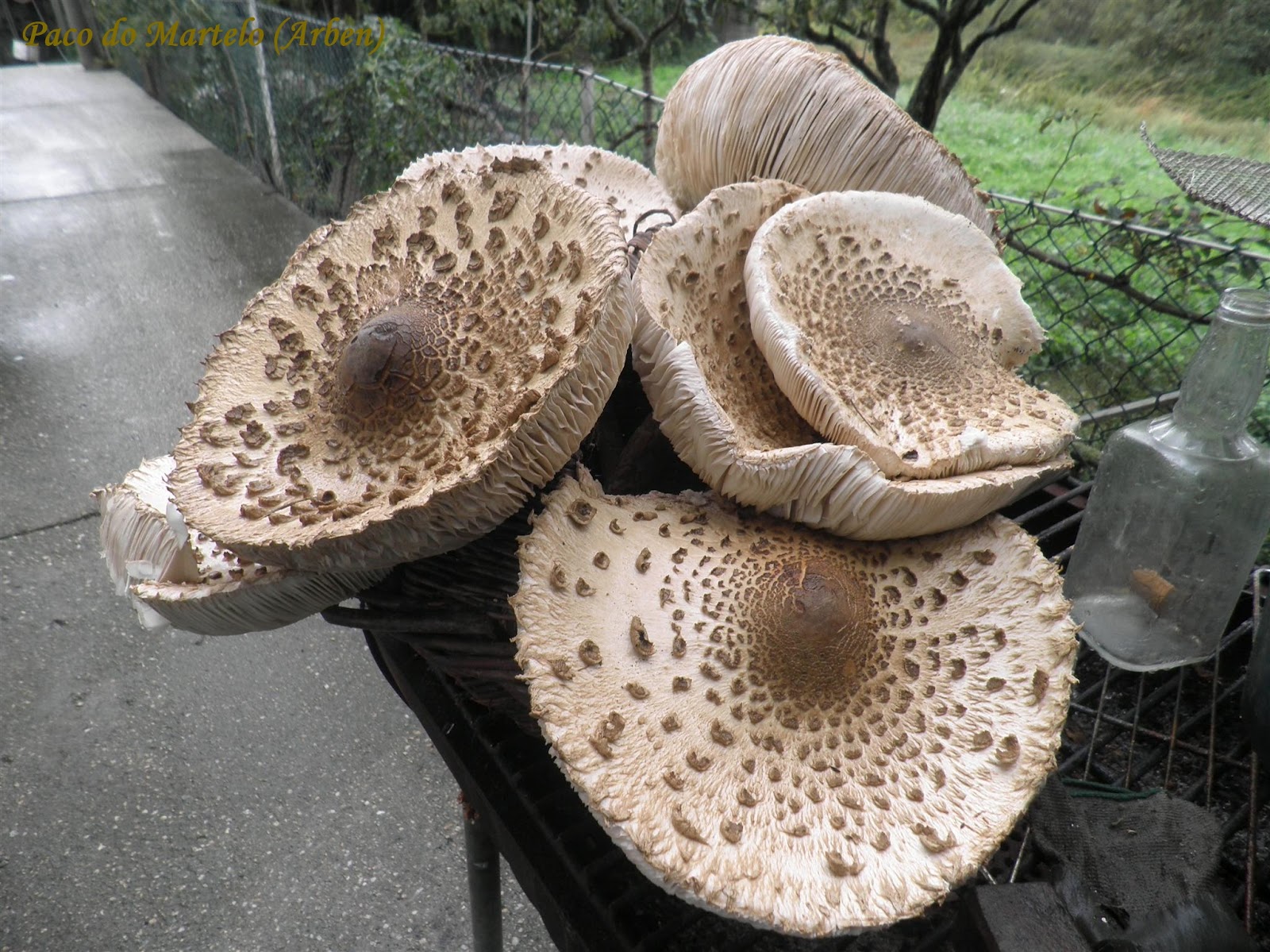 Paco do Martelo: O choupin