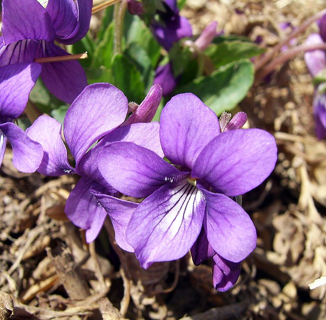 Purple vs Indigo vs Violet