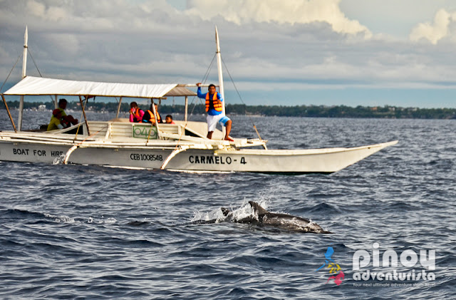 Dolphin Watching in Bohol