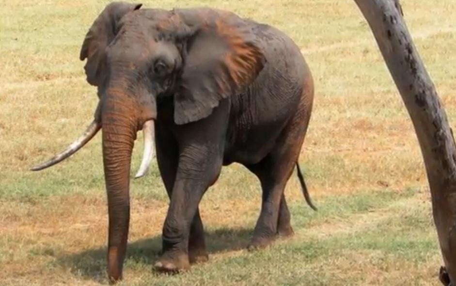 Dangerous of Wild Animals The Red Elephant and the Land of a Million