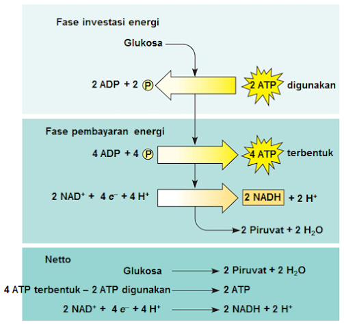 KATABOLISME KARBOHIDRAT