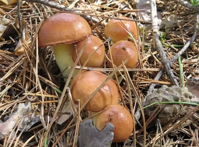 Какие грибы можно выращивать в саду если нет берез?