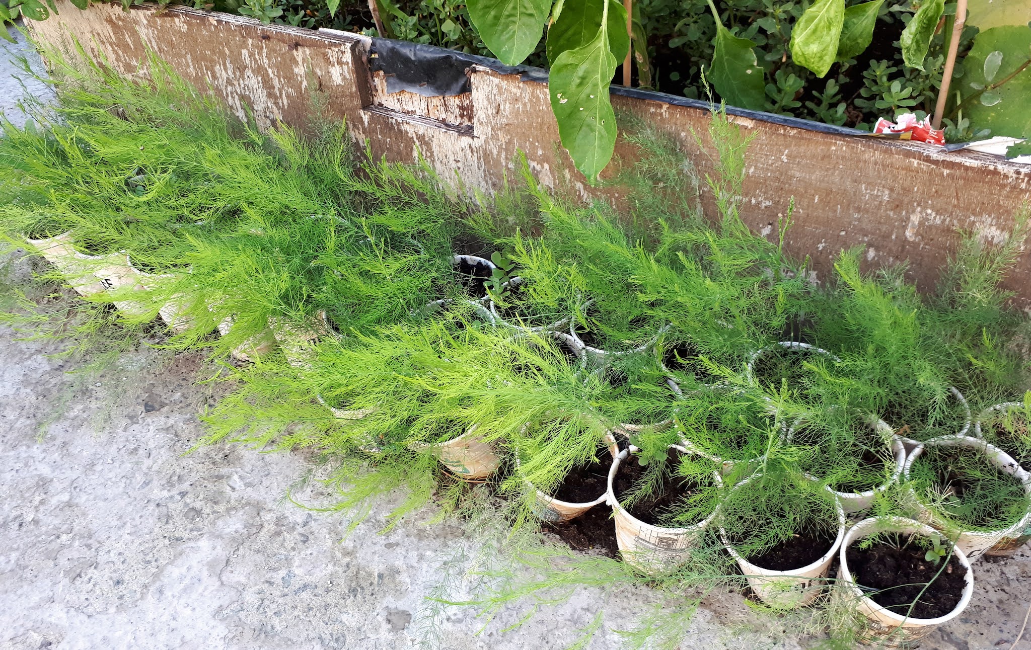 How to Grow Asparagus from seed