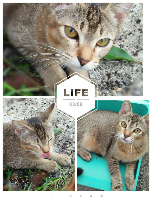 dunia melor dunia kucing