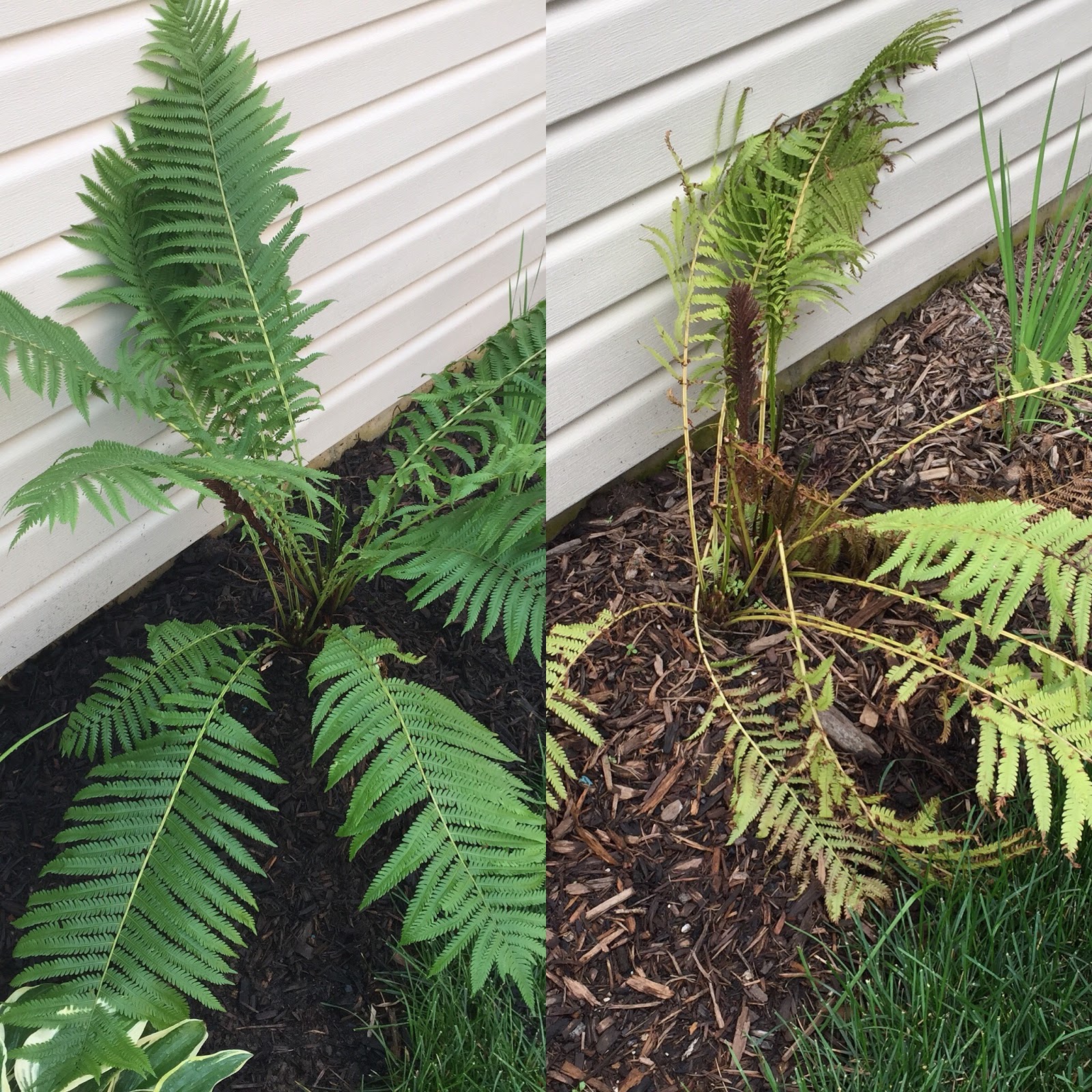 Beechwood Landscape Architecture And Construction Featured Plant