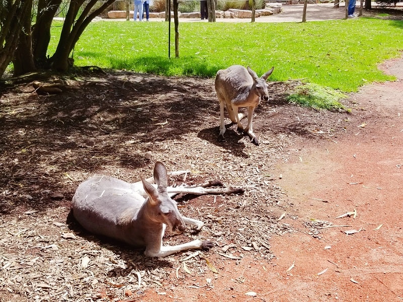 resting kangaroo