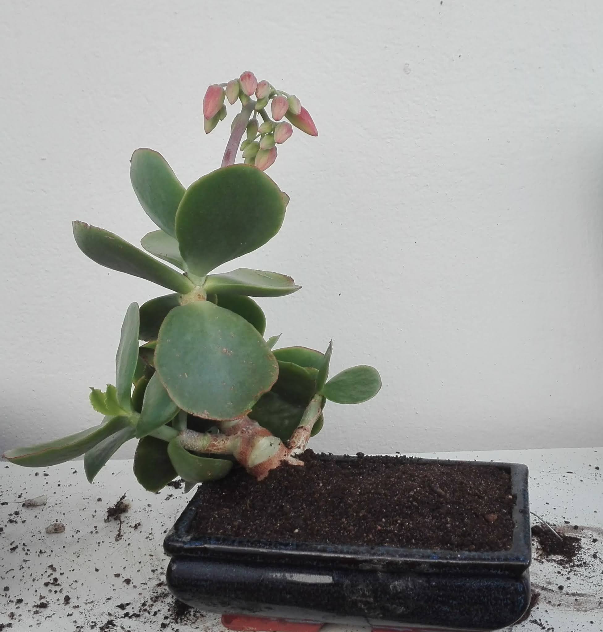 Bonsai Kalanchoe thryrsiflora