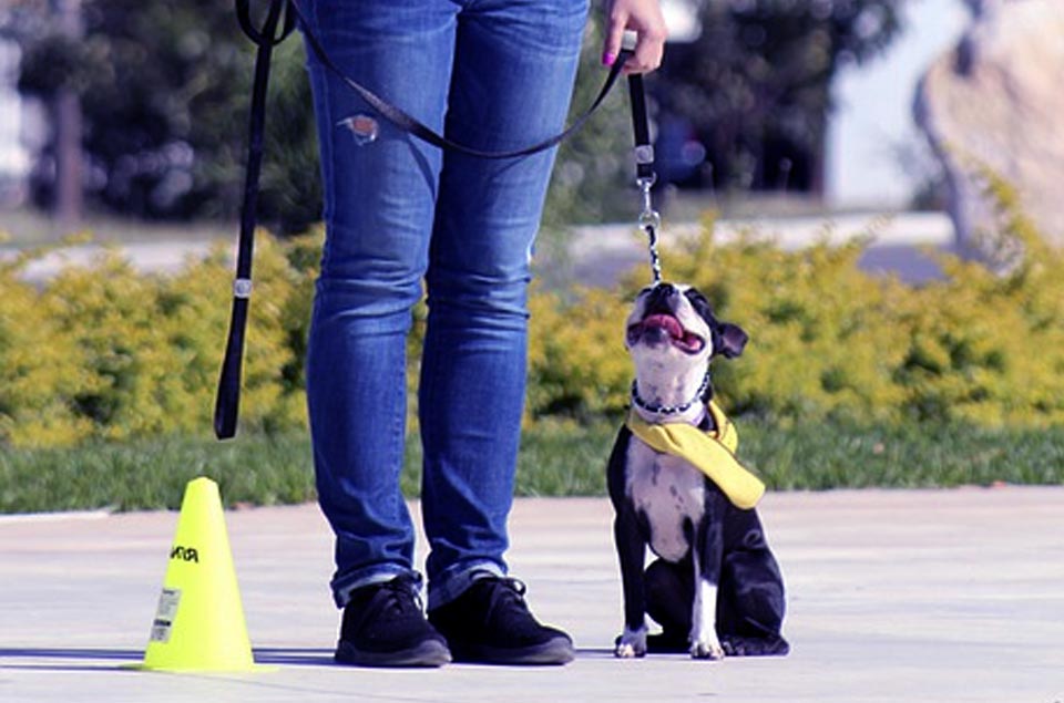 Top 10 tricks to teach your dog Easy Garden Tips Green places with