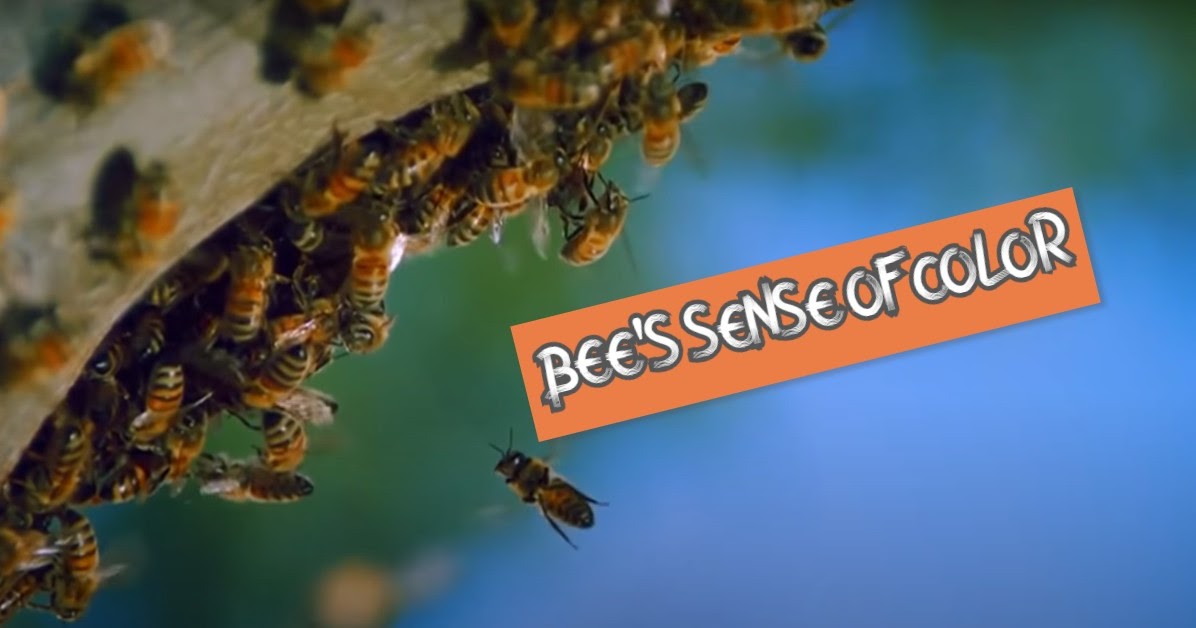 How does a bee’s sense of color compare to ours? Why do bees see ultraviolet light