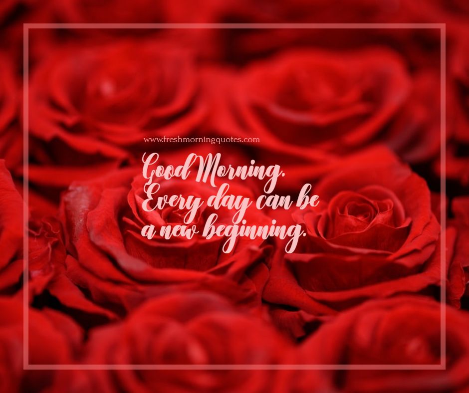 Good morning rose images