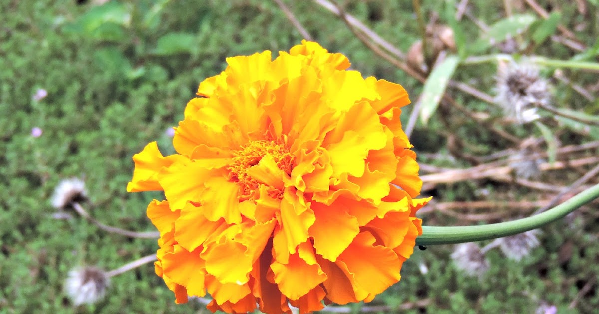Garden Pic Wednesday Marigold & Zinnia
