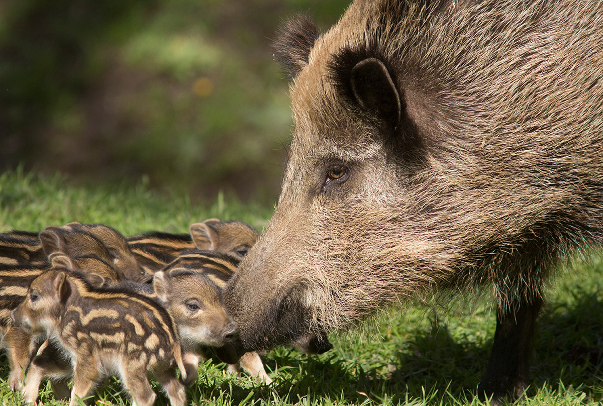 Weedon's World of Nature: Wild Boar family, Andalucía