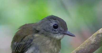 Suara Burung Sikatan Rimba Kicau Maniaku