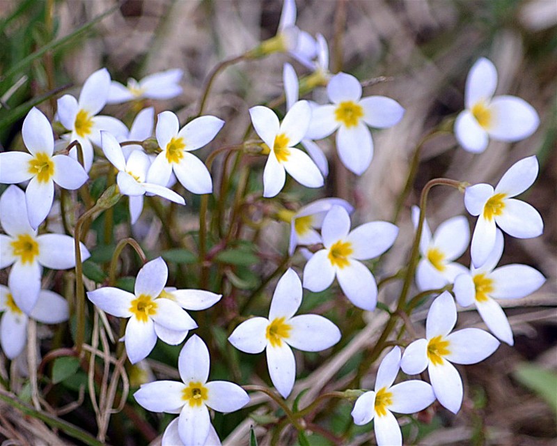 nature tales and camera trails A New Wildflower Find For Me; Bluets!