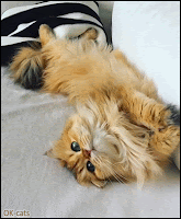 Cute Cat GIF • Super lazy fluffy cat stretching and chilling on Sunday morning