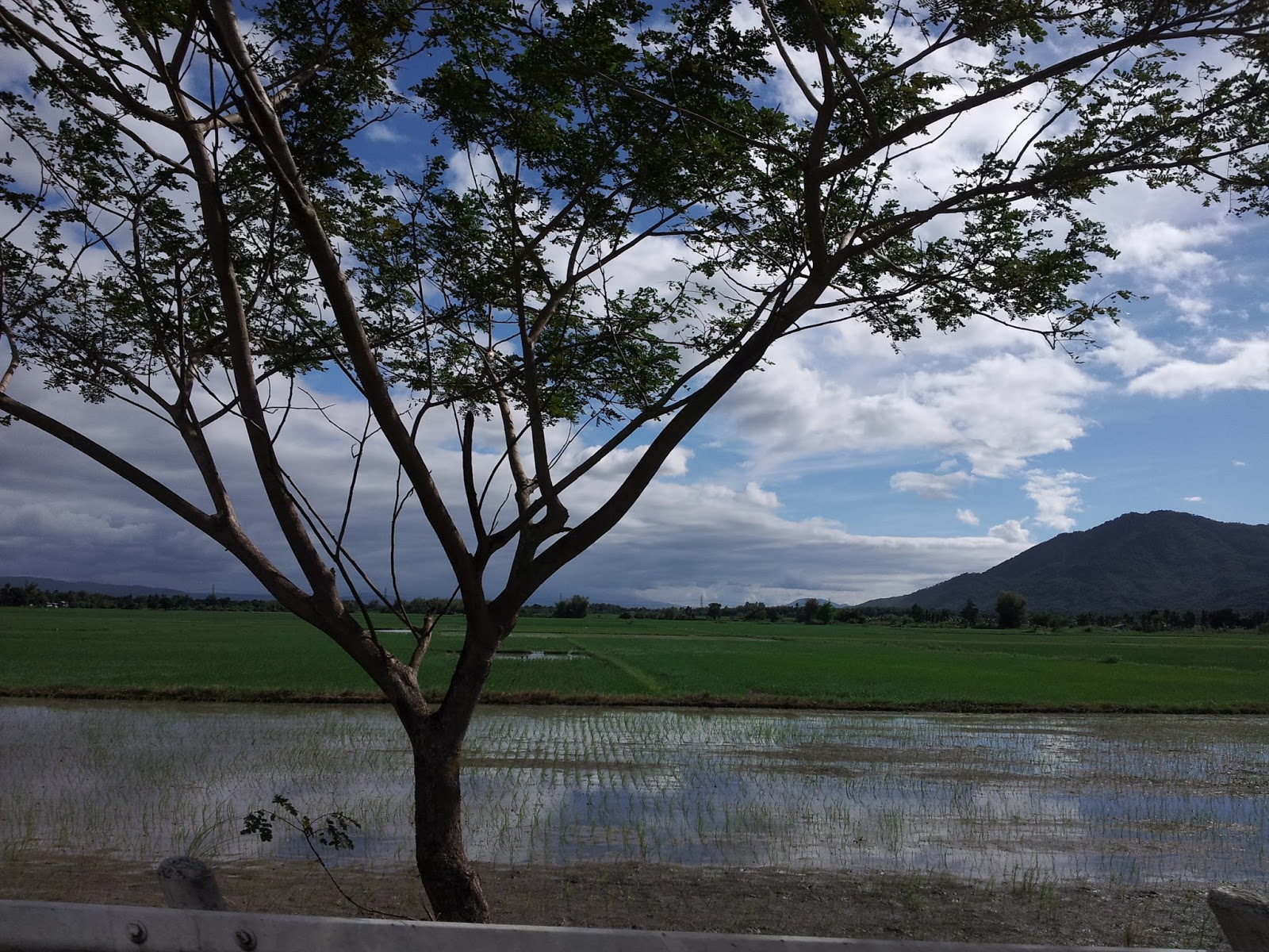 In Love With Sunflower Liliw, Laguna Home of Quality Footwear and