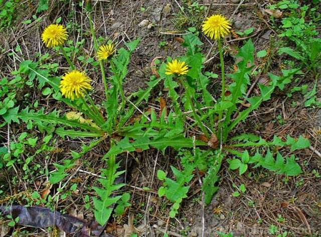 CIENTÍFICOS CANADIENSES DESCUBREN ESTA PLANTA QUE MATA LAS CÉLULAS CANCEROSAS EN 48 HORAS CIENTÍFICOS CANADIENSES DESCUBREN ESTA PLANTA QUE MATA LAS CÉLULAS CANCEROSAS EN 48 HORAS