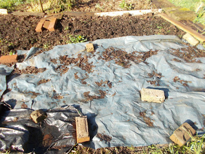 Covered strawberry bed Getting the vegetable garden ready for spring Green Fingered Blog