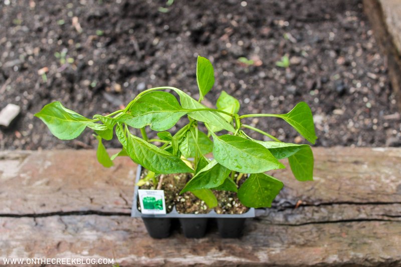 Planting Sweet Bell Peppers in the garden | On The Creek Blog