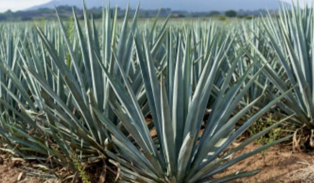 Panduan Tanaman Agave: Cara Menumbuhkan Agave di Taman Anda - DWI PURWANTO